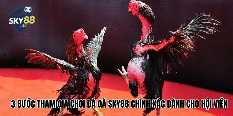 3 bước tham gia chơi đá gà Sky88 chính xác dành cho hội viên