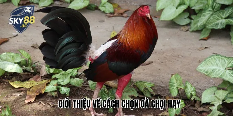 Giới thiệu về cách chọn gà chọi hay
