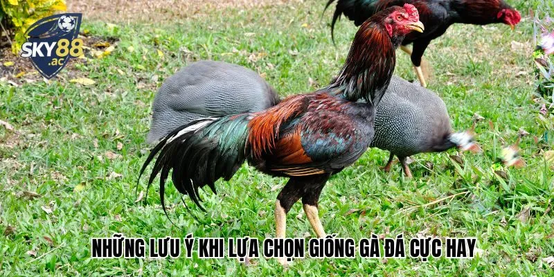 Những lưu ý khi lựa chọn giống gà đá cực hay